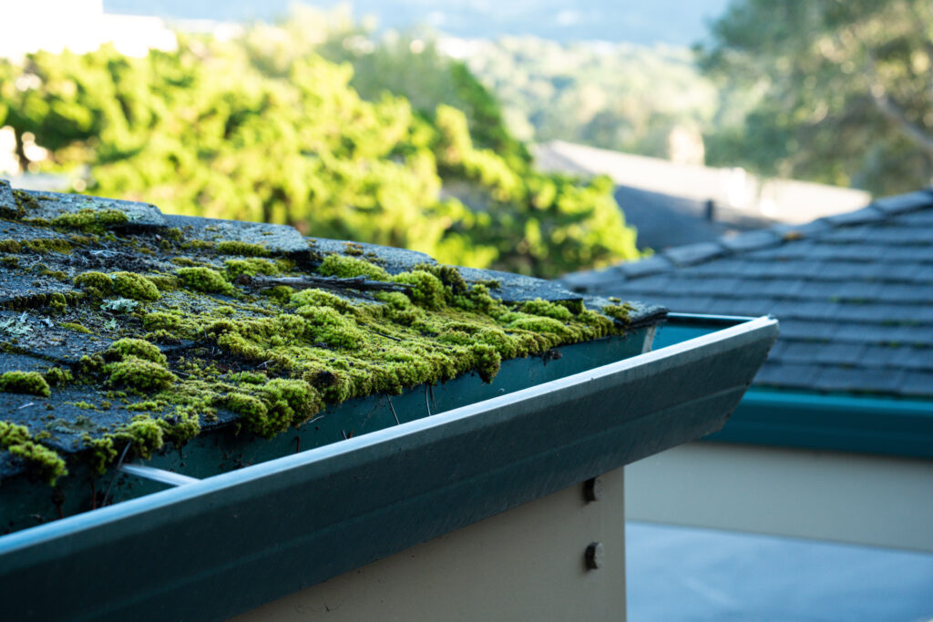 mold on roof shingles algae on top of dark shingles
