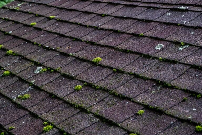 mold on roof shingles mold and algae on top