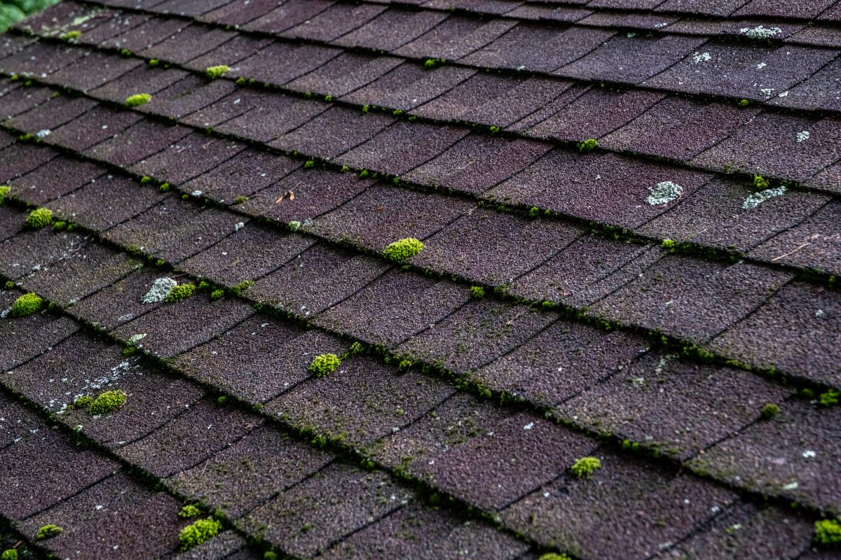mold on roof shingles mold and algae on top
